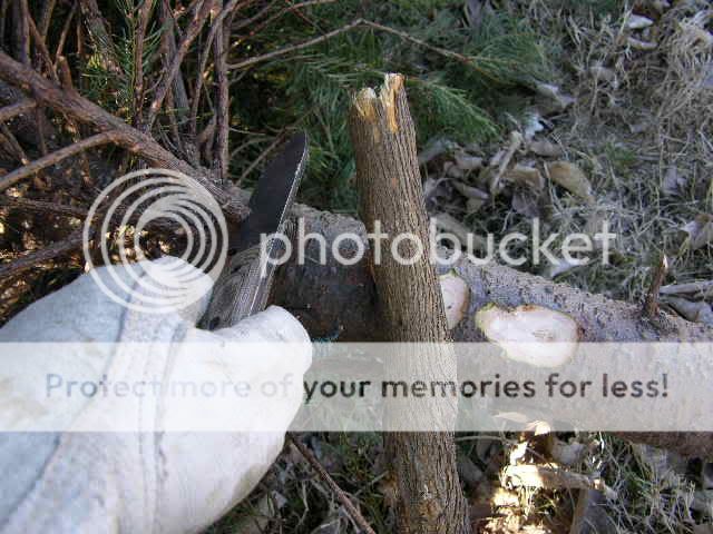 ChristmasTreeShelter004.jpg