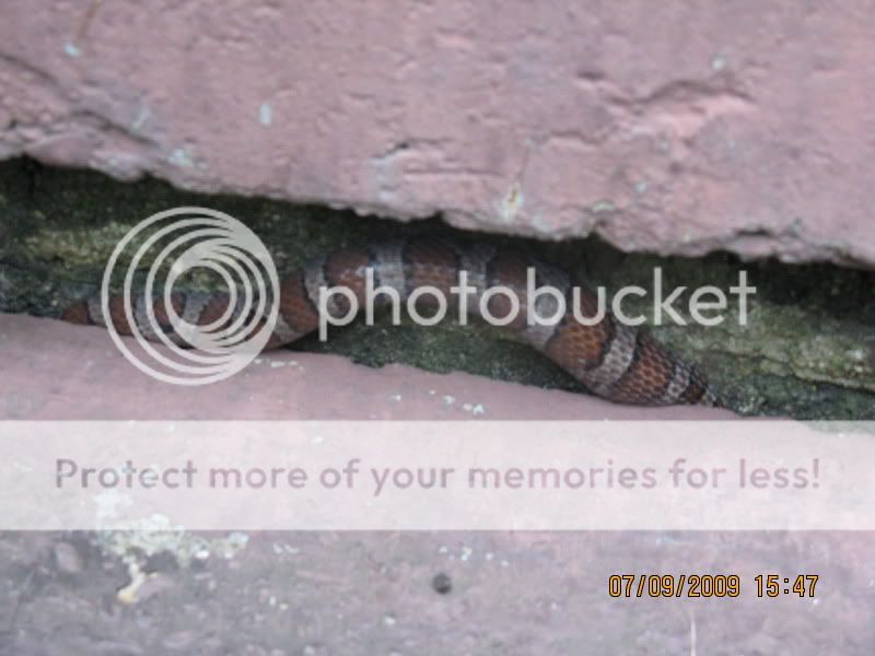 stoopsnake005.jpg