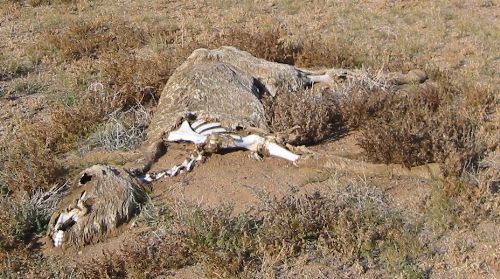 dead_horse.jpg