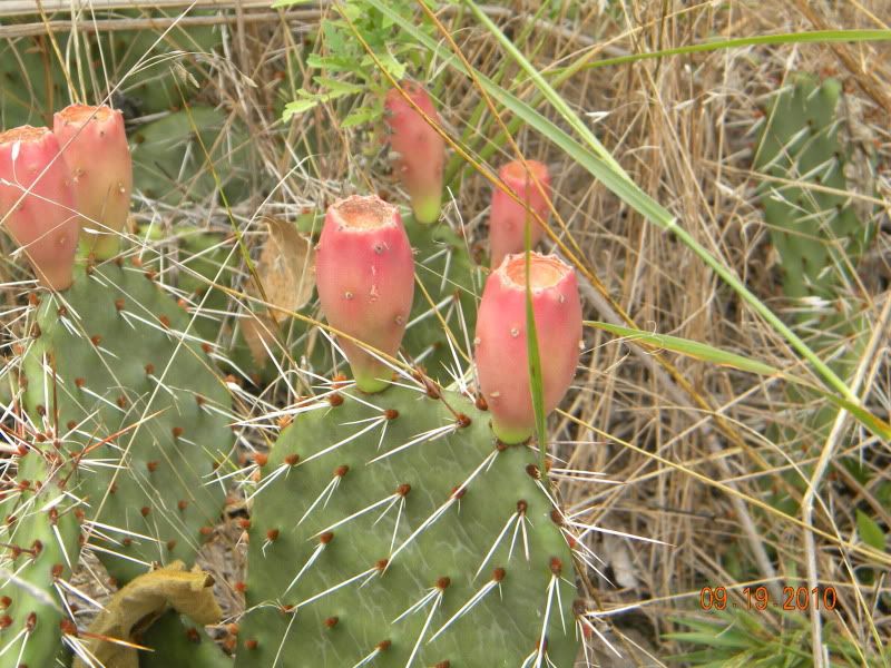 DSCN2846.jpg
