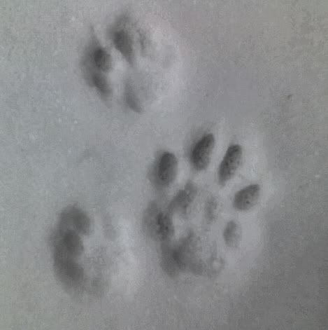 Toby_Paw2.jpg