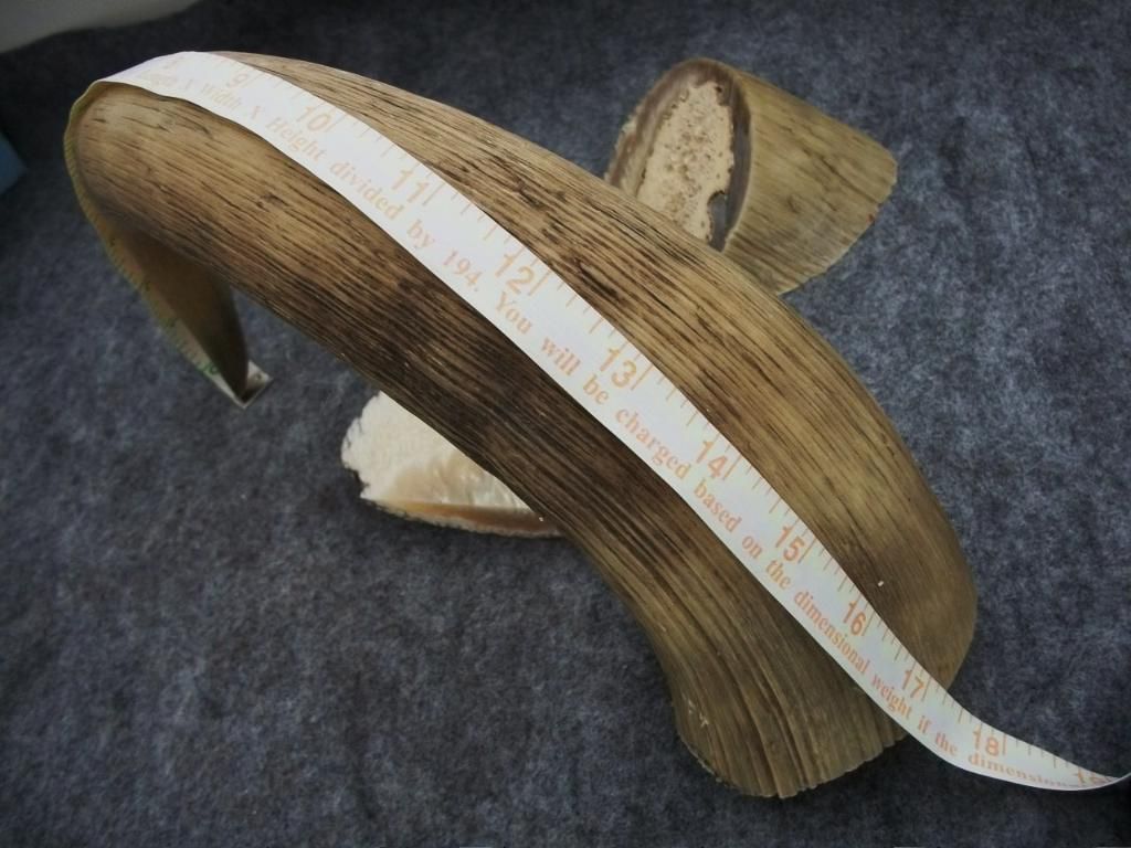 muskox031.jpg
