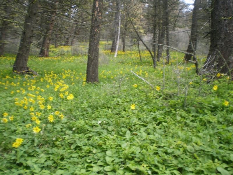 arnica_zpse3699e41.jpg