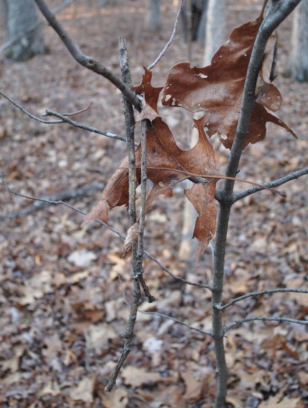 DSC_9494.jpg