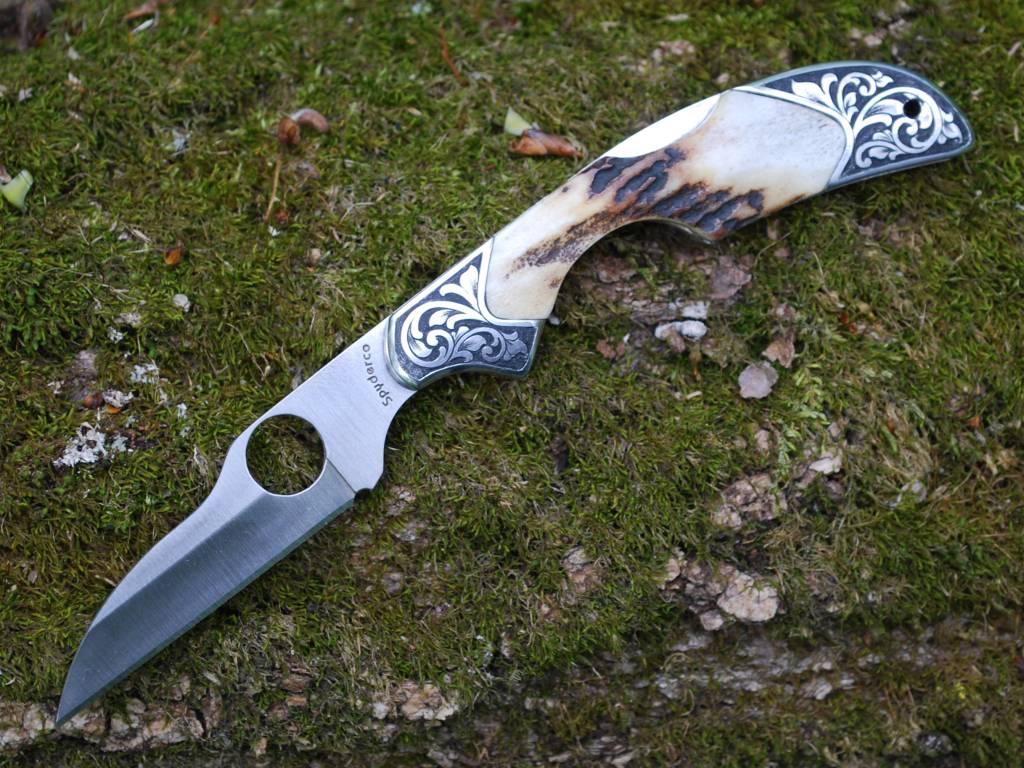 sambar_stag_kiwi_01.jpg