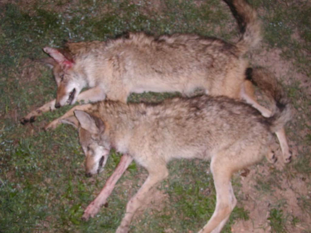 Coyotes.jpg