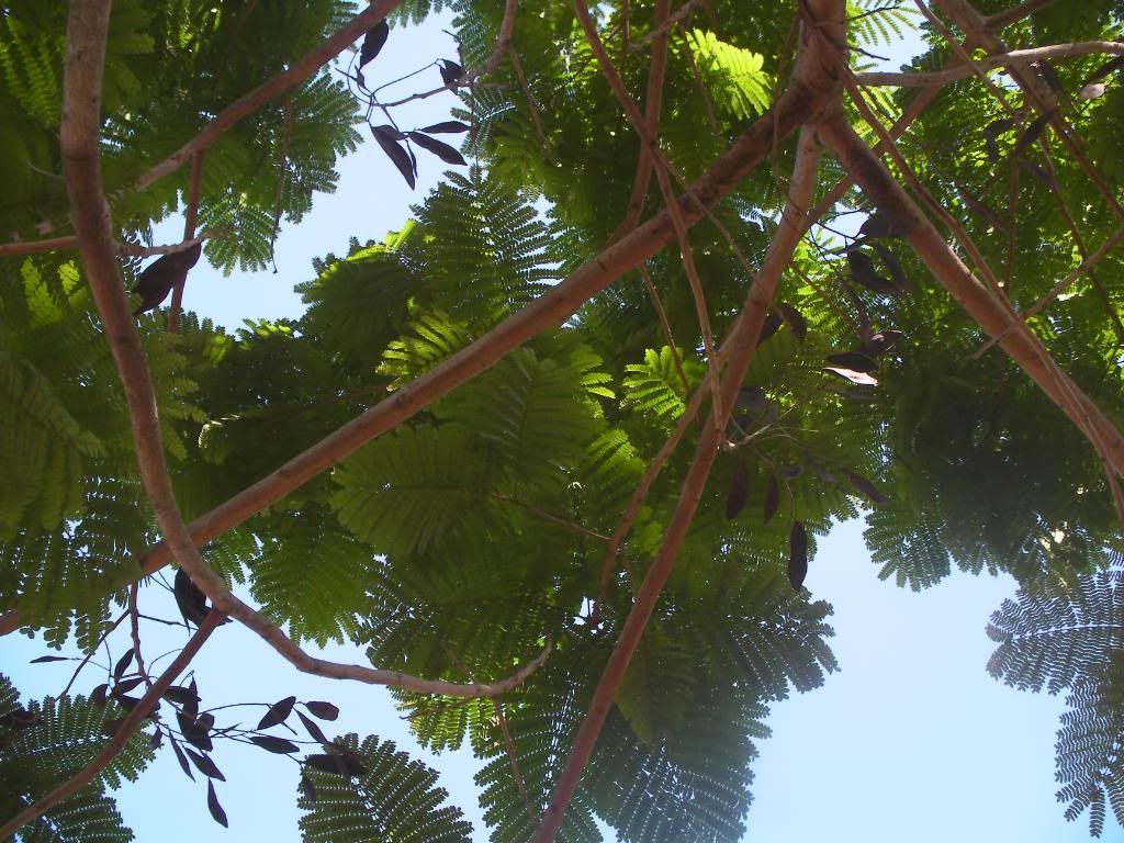 SANY0008.jpg