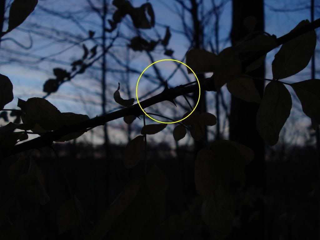 PricklyAshthorns.jpg