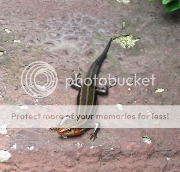 stoopskink004.jpg