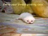 thcats1.jpg