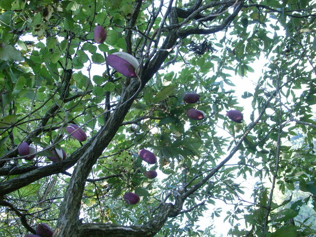 2008.10.19.R0017016.JPG