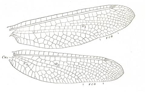 comstock1918_157.jpg