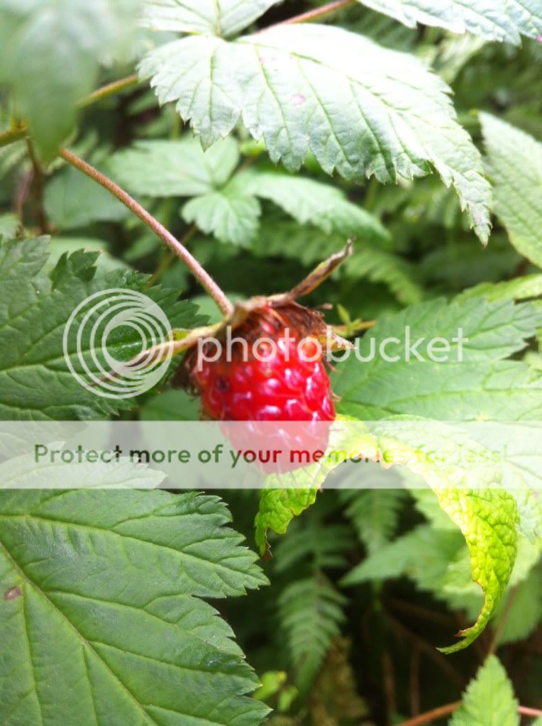 null_zpsf08969ca.jpg