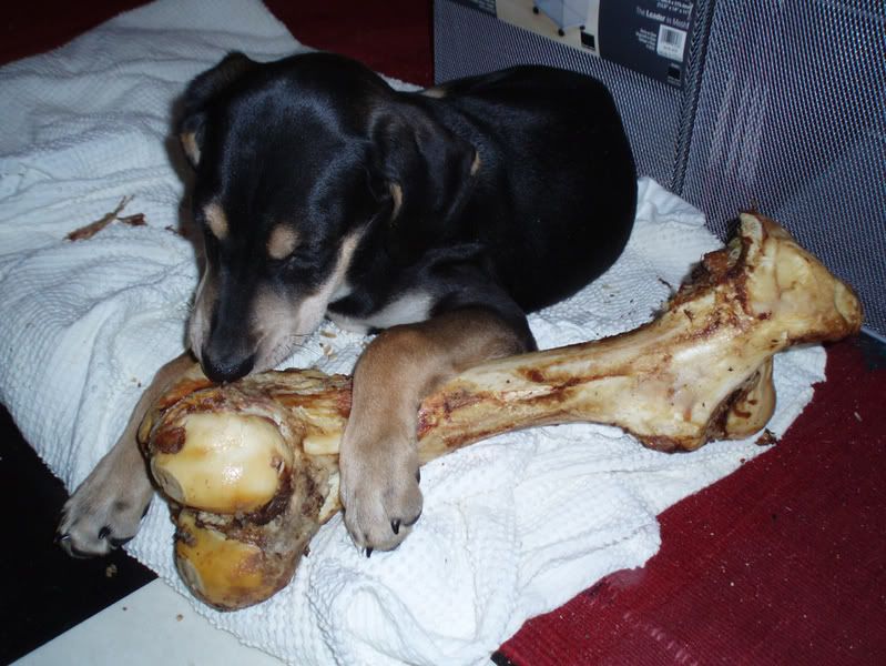 Petey05.jpg