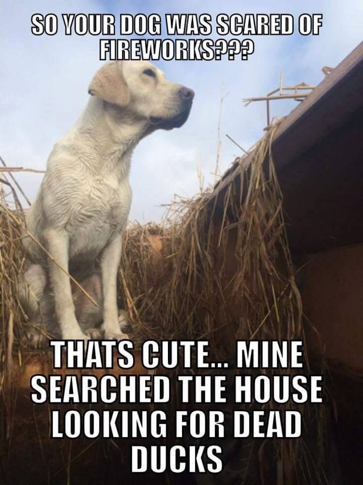 4th%20dog_zpsbecyi1gg.jpg