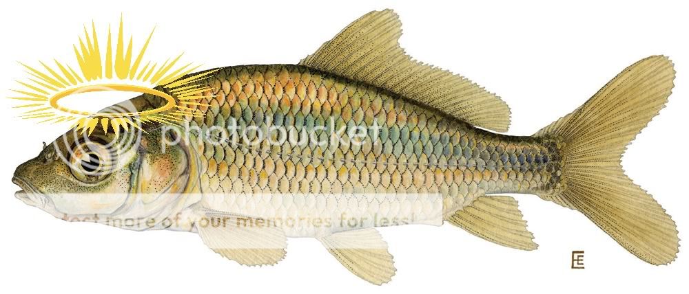 HolyCarp.jpg