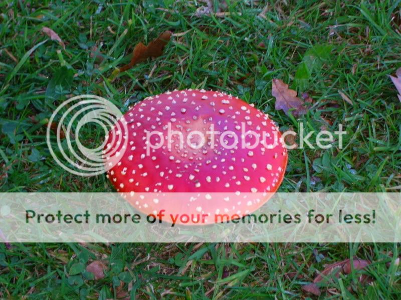 Amanitamuscaria.jpg