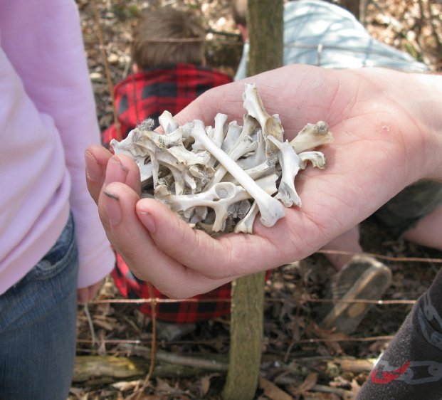 bones9.jpg