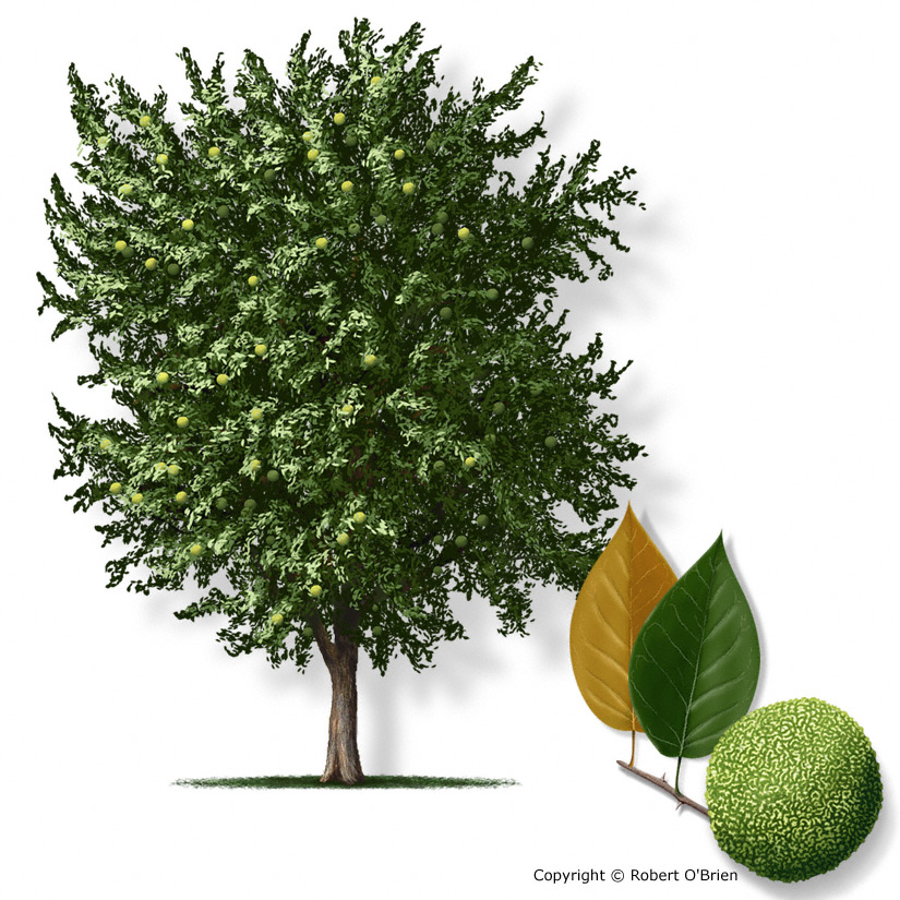 osage_orange150.jpg