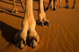 cameltoes.jpg