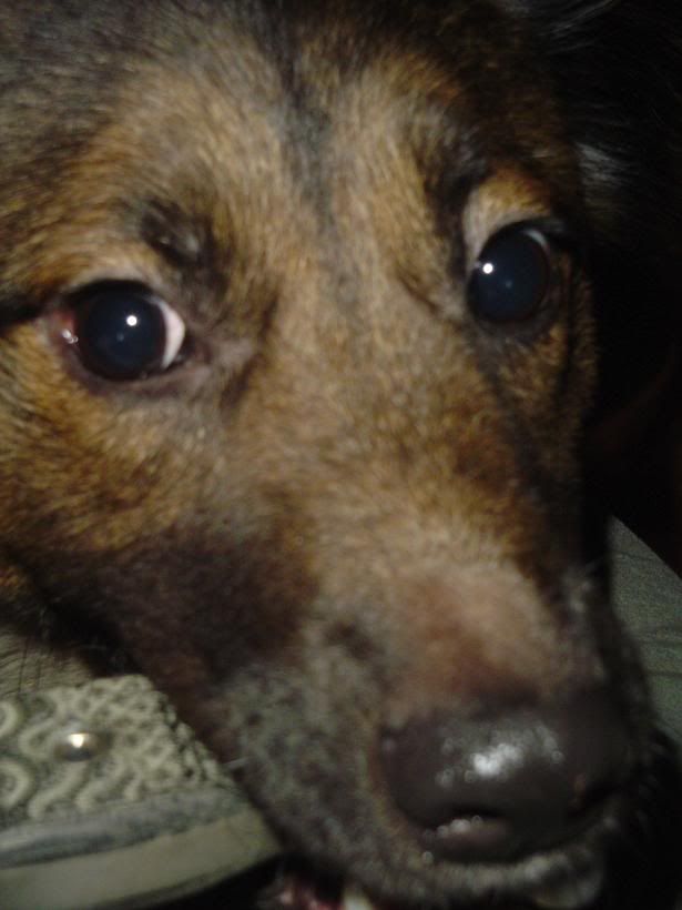 INFIhound4.jpg