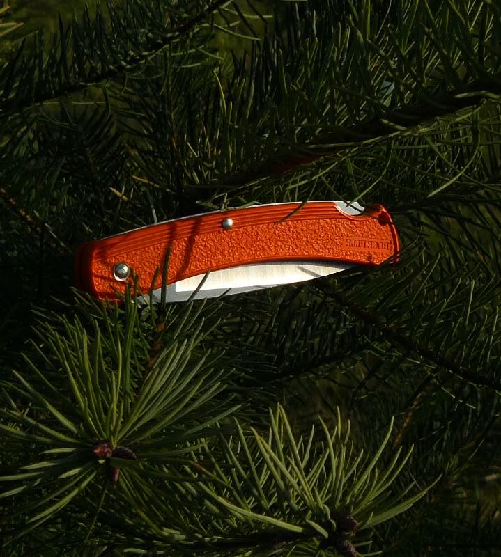 12-02-20110424ORS-BBuckliteorange424015.jpg