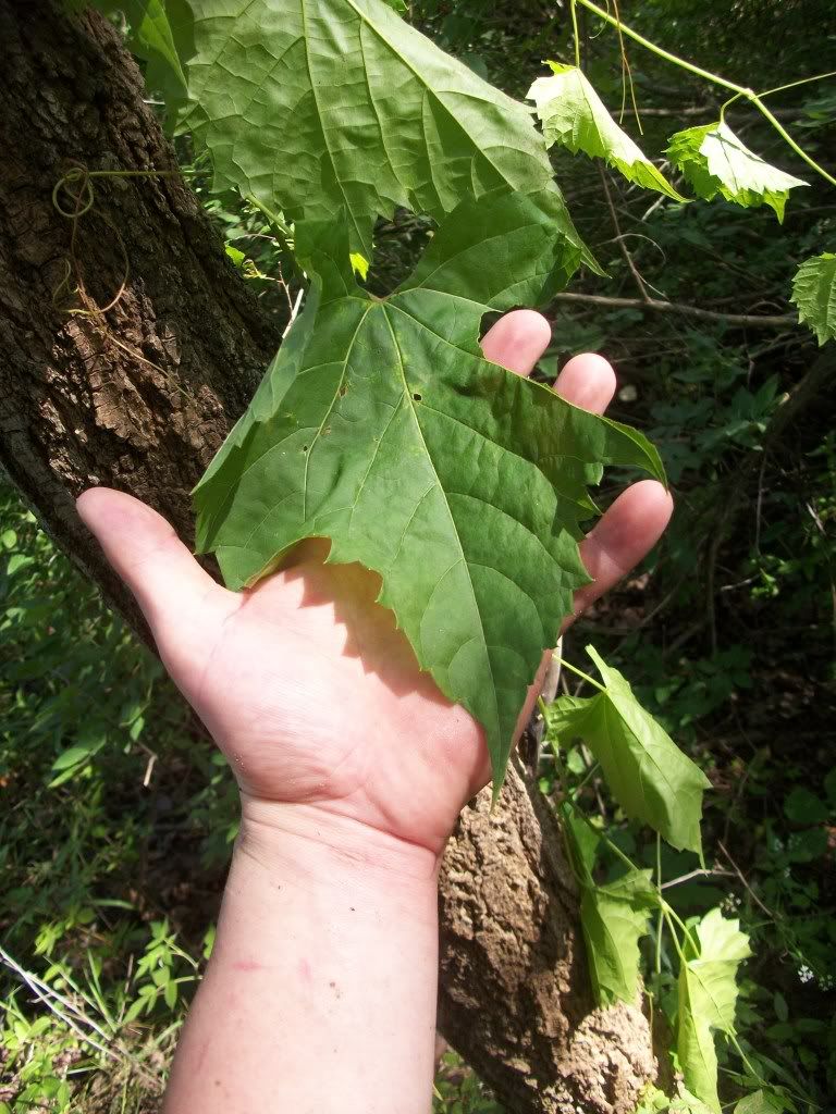 100_0471.jpg