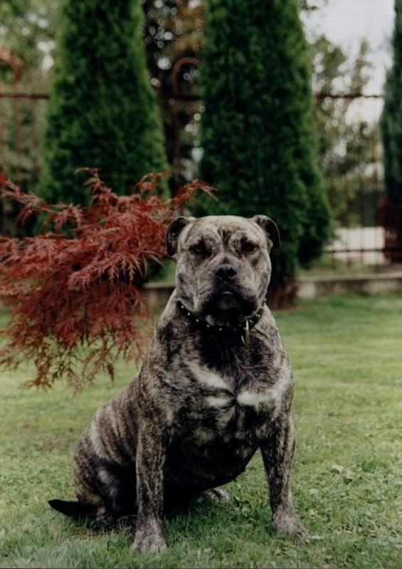 flamenko1.jpg