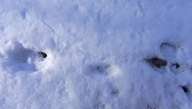 dog1.jpg