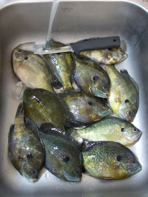 BlueGill6.jpg