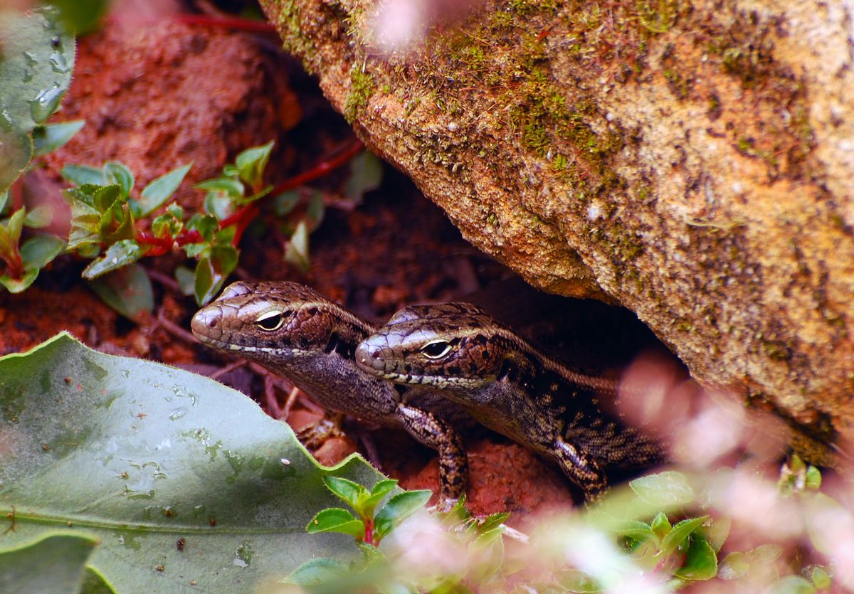 LizardCouple3_zps7199c176.jpg