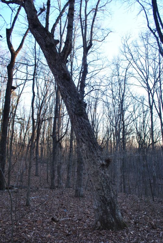DSC_9500.jpg