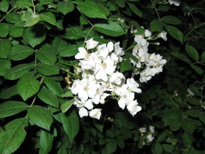 Blackberries-1.jpg