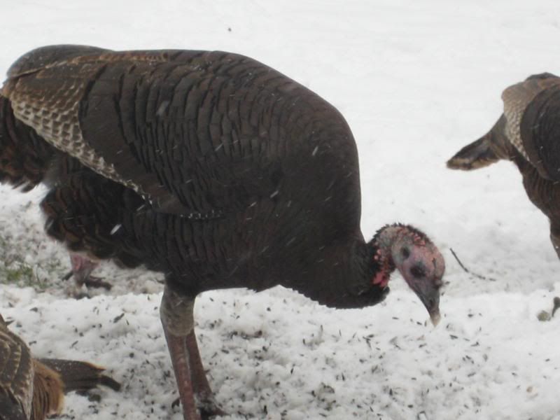 turkeyscloseups002.jpg