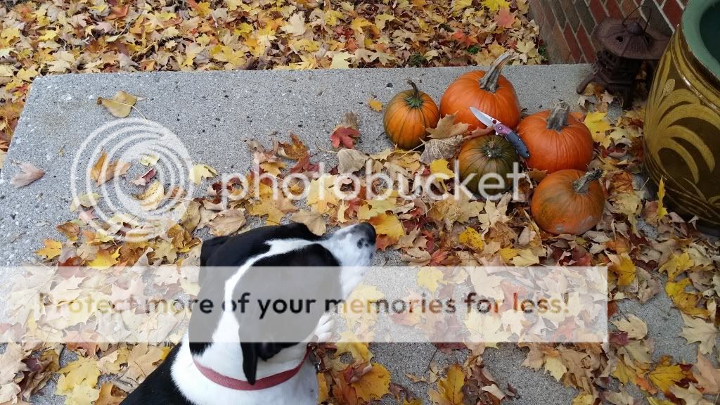 20131024_144637_zps7e7c98fb.jpg
