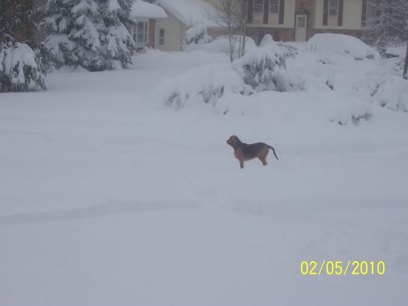 Blizzard02-06-2010005.jpg