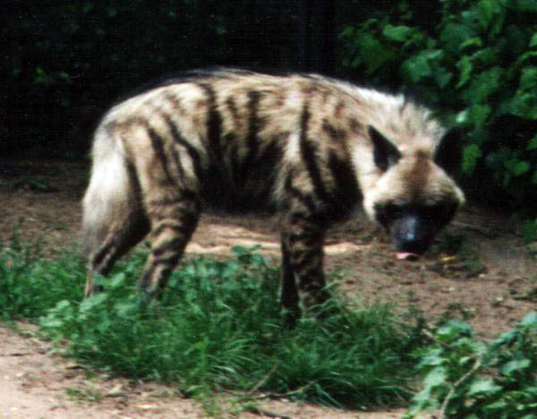 Striped_Hyena.jpg