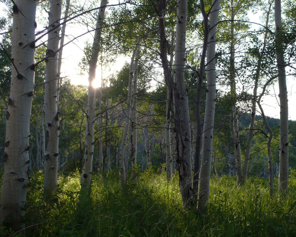 L1040110Meadowview.jpg