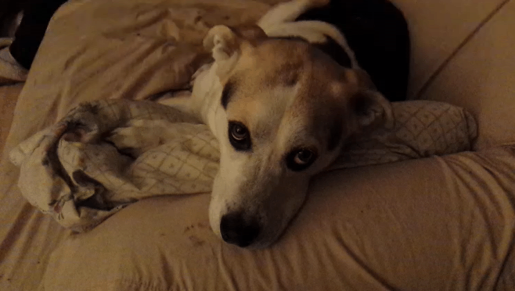 blinking%20sorry%20dog.gif