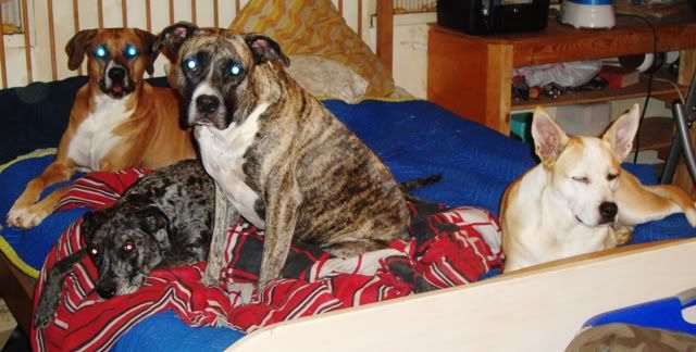 MyBedandDogs-2.jpg
