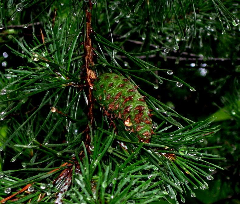 IMG_9585.jpg