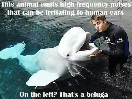 BieberBalugaMeme_zpsd6191362.jpg