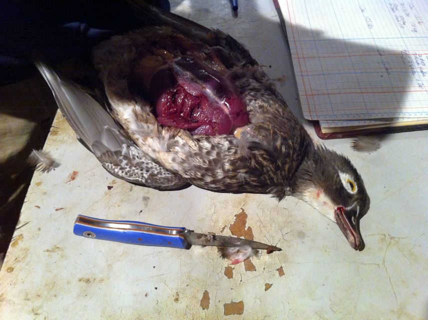 FIDDLE_F2_DUCK-2.jpg