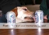 BudDog.jpg