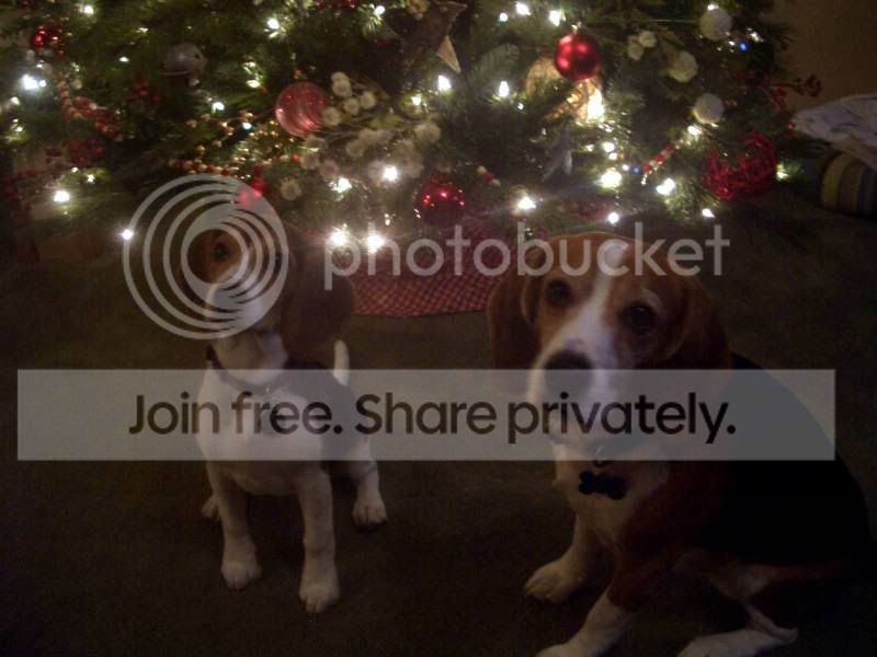 christmasbeagles.jpg