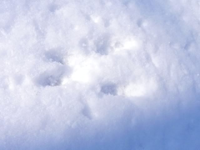 rabbit1.jpg