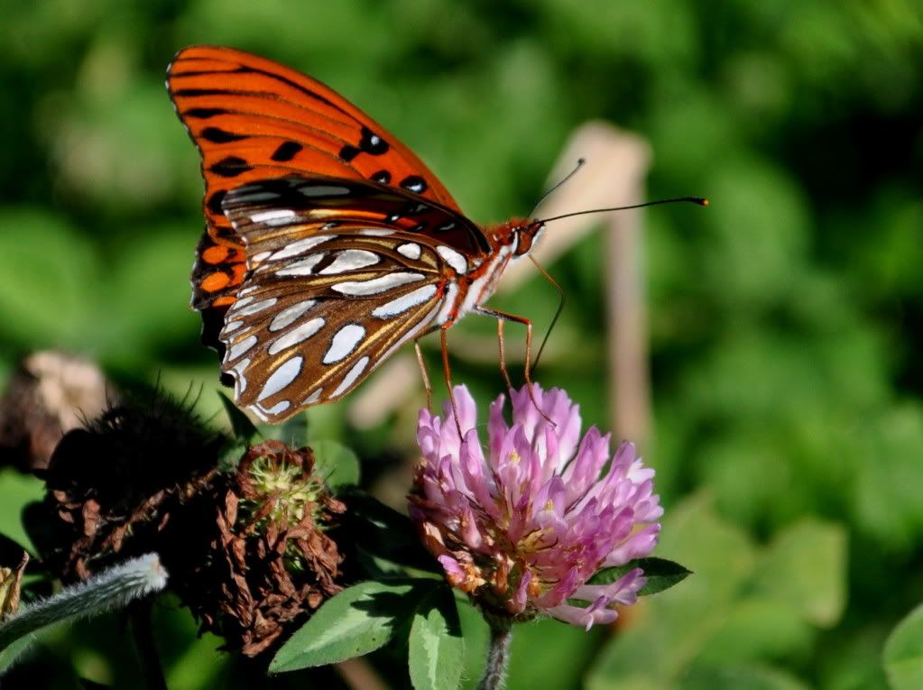 DSC_4188.jpg