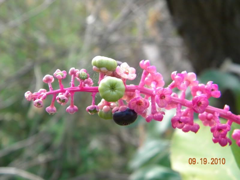 DSCN2851.jpg