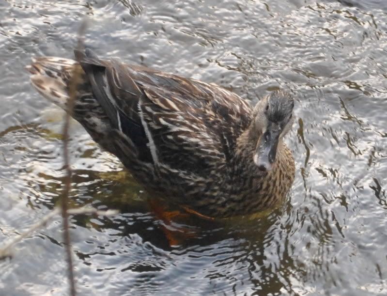 DSC_3356.jpg