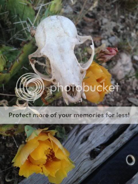 photo8_zpse84f9ae2.jpg